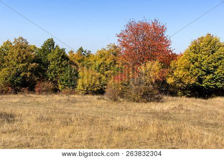 Autumn Landscape Of Cherna Gora (monte Negro) Mountain, Pernik Region, Bulgaria