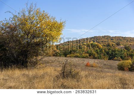 Autumn Landscape Of Cherna Gora (monte Negro) Mountain, Pernik Region, Bulgaria