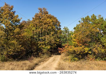 Autumn Landscape Of Cherna Gora (monte Negro) Mountain, Pernik Region, Bulgaria