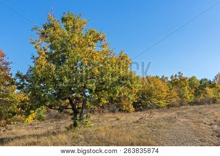 Autumn Landscape Of Cherna Gora (monte Negro) Mountain, Pernik Region, Bulgaria