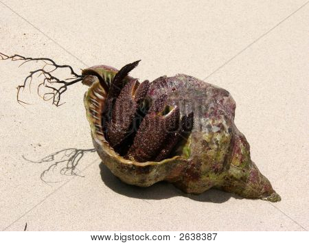 Krab