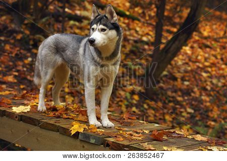 A Dog Breed Husky Stands On A Wooden Bridge In The Forest, Covered With Autumn, Fallen Leaves