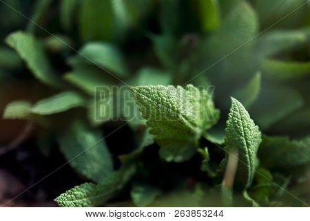 Green Sage Leave Grow In A Summer Herb Garden.
