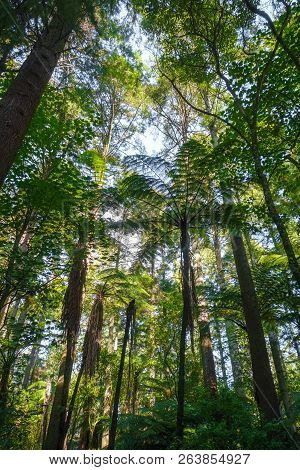 Giant Sequoia And Ferns In Whakarewarewa Redwood Forest, Rotorua, New Zealand