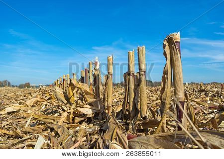 Post-harvest Residues Of Corn On The Field Before Being Processed Into The Soil As Organic
