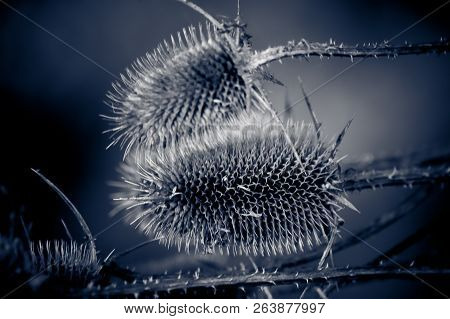 Thistle Flowers Steel Blue Beautiful Abstract Background