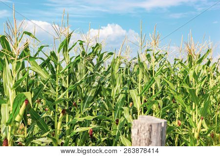 Green Corn Field