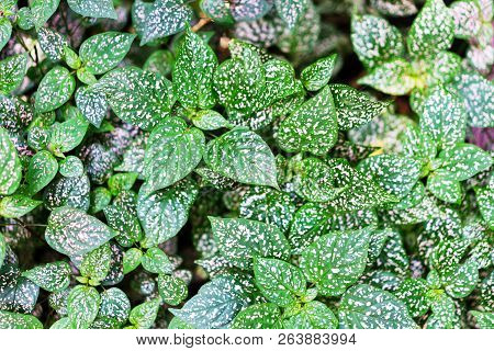 Polka Dot Plants (botanical Name: Hypoestes Phyllostachya) (also Known As Freckle Face) In Greenhous