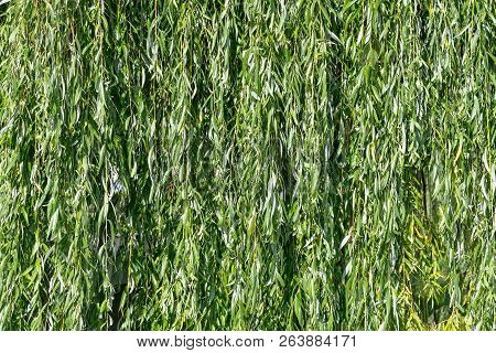 Fresh, Clean, Green Leaves Of A Tree, Like A Natural Background