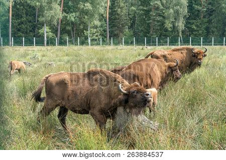 European Bison ( Wisent, Zubr) In Pasture In Summer