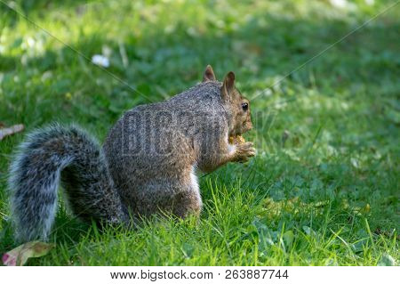 A Squirrel Is Feeding On The Open Grass Field In Roath Park In Cardiff.
