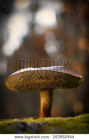 Xerocomellus Chrysenteron Mushroom In Needles Forest Close Up