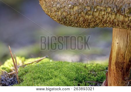 Xerocomellus Chrysenteron Mushroom In Needles Forest Close Up