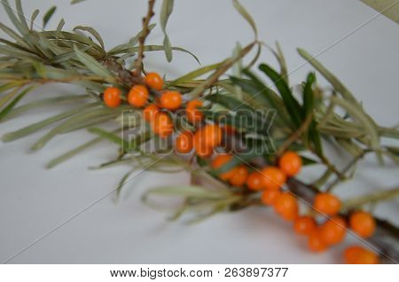 Branch Of Sea Buckthorn Berries With Leaves. Clipping Paths, Shadow Separated, Infinite Depth Of Fie