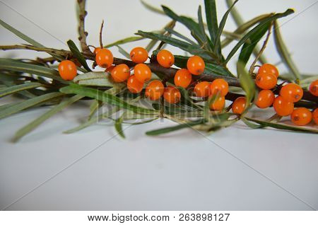 Branch Of Sea Buckthorn Berries With Leaves. Clipping Paths, Shadow Separated, Infinite Depth Of Fie