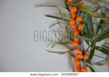 Branch Of Sea Buckthorn Berries With Leaves. Clipping Paths, Shadow Separated, Infinite Depth Of Fie