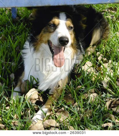 Border Collie Under bordet