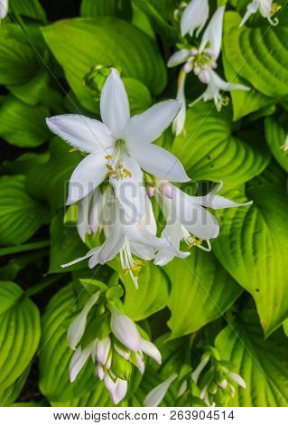 Hosta Plantaginea. White Lily. Very Expressive Smell. White Or Gray Flowers Among A Huge Bush Of Lim