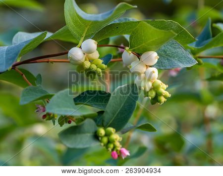 A Branch Of White And Green Berries Svidina White With Green Leaves