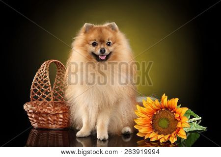 Pomeranian Spitz Dog Sits On Dark Background. Animal Themes