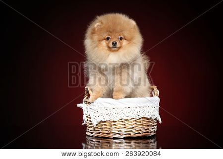 Cute Spitz Puppy In Wicker Basket On Red Background