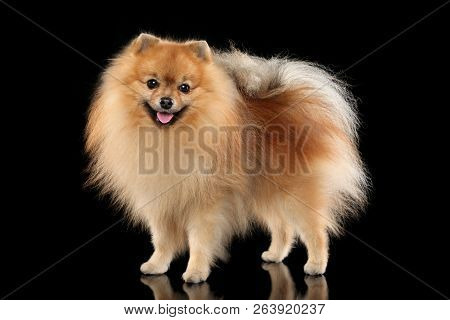 Happy Pomeranian Spitz Dog Ib Stand On Black Background