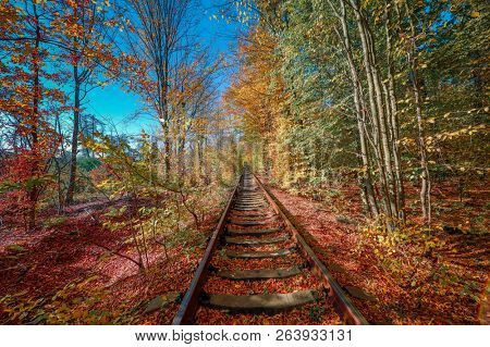 love tunnel in autumn