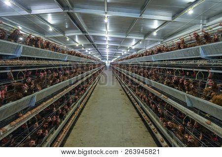 Multilevel Production Line Conveyor Production Line Of Chicken Eggs Of A Poultry Farm, Layer Farm Ho