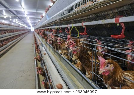 Multilevel Production Line Conveyor Production Line Of Chicken Eggs Of A Poultry Farm, Layer Farm Ho
