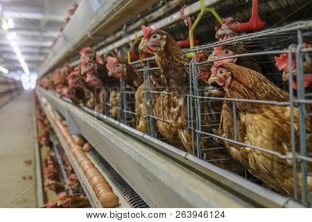 Multilevel Production Line Conveyor Production Line Of Chicken Eggs Of A Poultry Farm, Layer Farm Ho