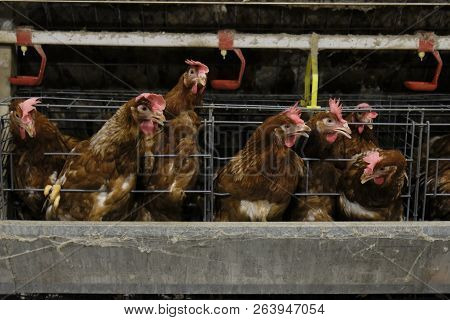 (blur Some Of Chicken Egg) Multilevel Production Line Conveyor Production Line Of Chicken Eggs Of A 