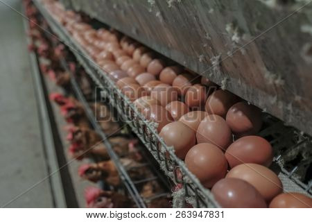 (blur Some Of Chicken Egg) Multilevel Production Line Conveyor Production Line Of Chicken Eggs Of A 