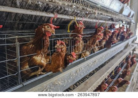 (blur Some Of Chicken Egg) Multilevel Production Line Conveyor Production Line Of Chicken Eggs Of A 