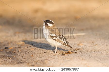 White Browed Weaver (plocepasser Mahali)