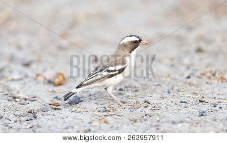 White Browed Weaver (plocepasser Mahali)