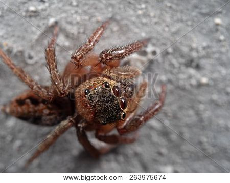 Macro Photography Of Jumping Spider Isolated On The Wall