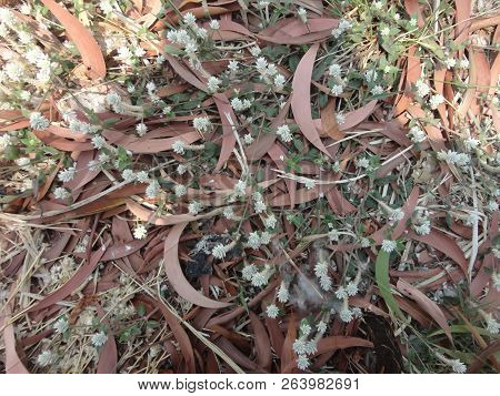 View Of Dried Leaves And Plants On The Roadside