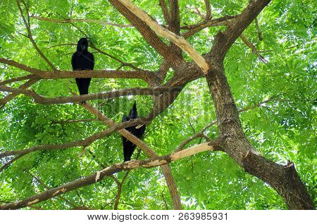 Two Crow Bird (corvus Macrorhynchos) Standing On The Branches Of The Big Rain Tree (samanea Saman) L