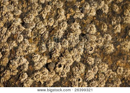 Barnacles na slapové Rock