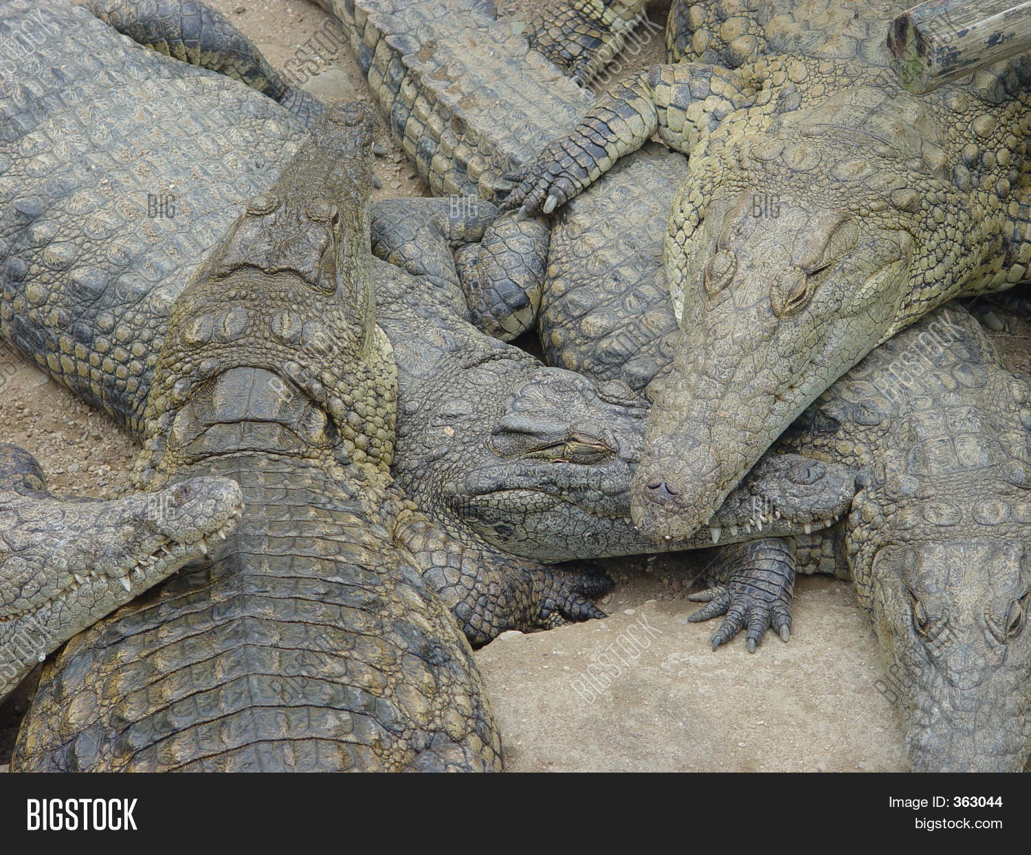 Image Preview