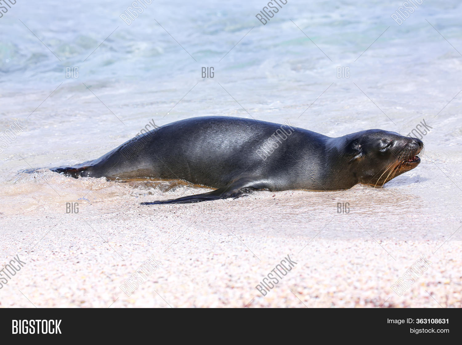 Galapagos Sea Lion Image Photo Free Trial Bigstock