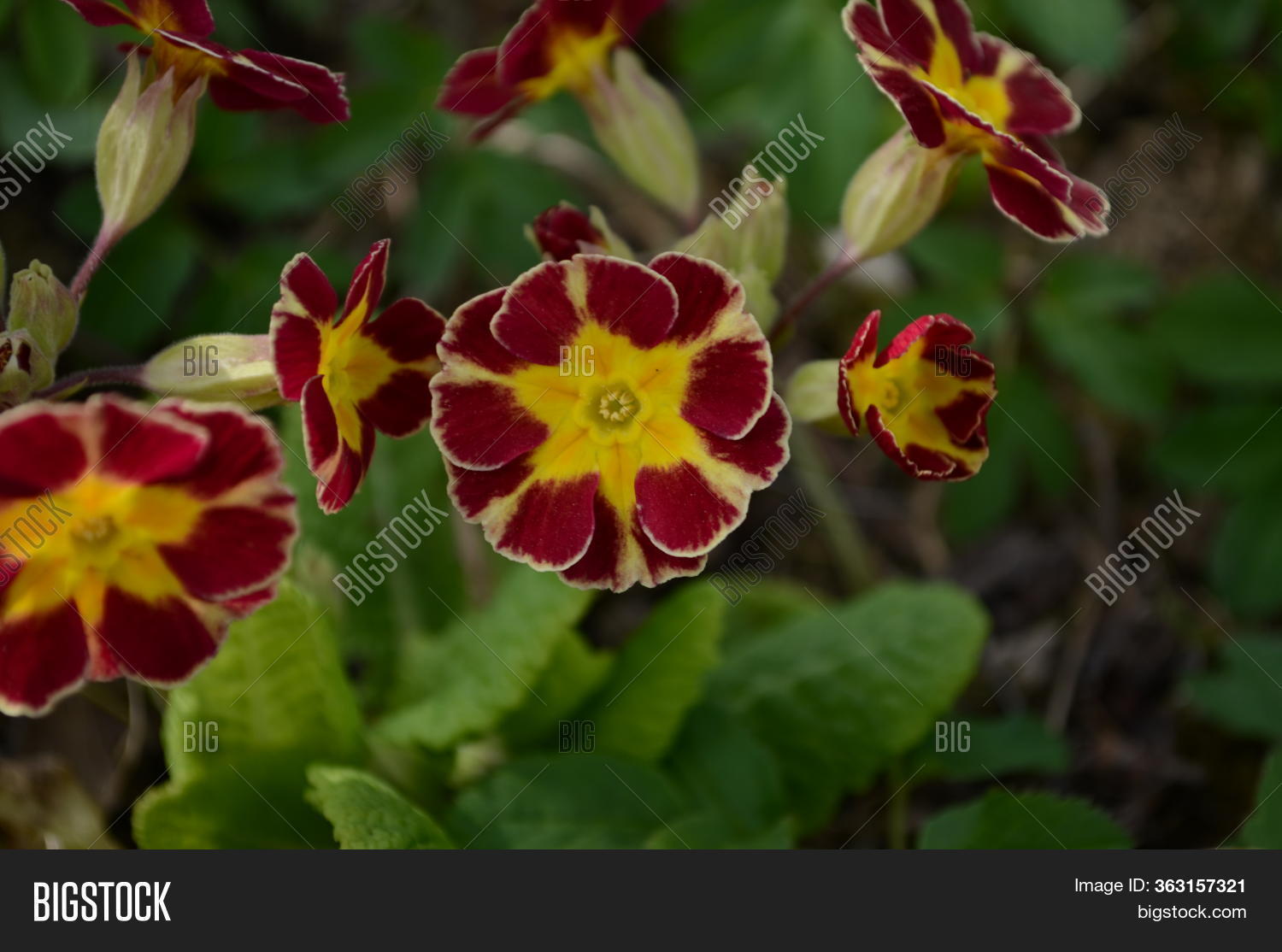 Pink Primrose Flowers Image & Photo (Free Trial) Bigstock