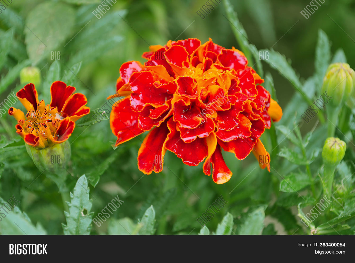 Marigolds, Mexican, Image & Photo (Free Trial) Bigstock