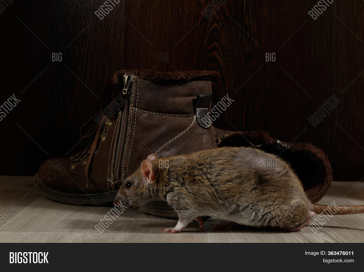 Close Rat Crawling Image & Photo (Free Trial) Bigstock