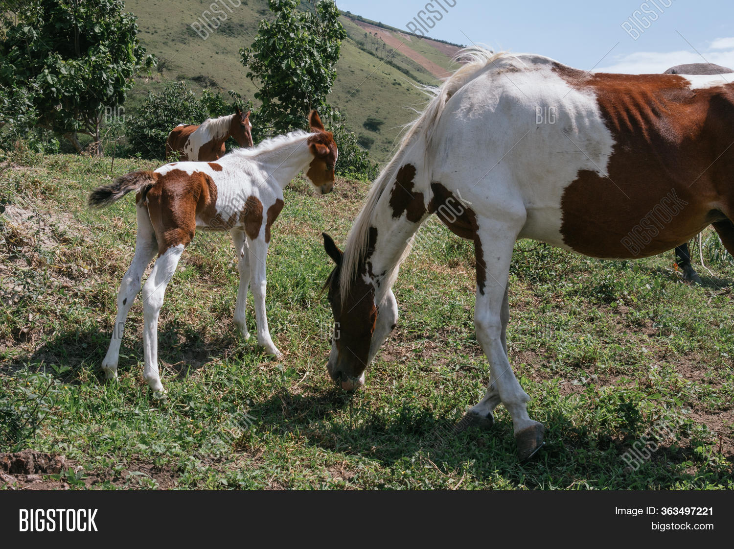 Foal And Mother