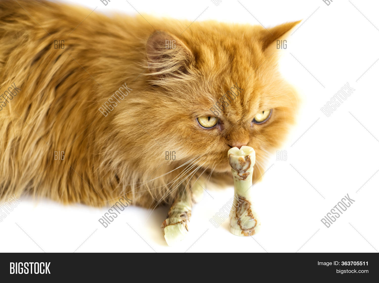 persian cat vaccination