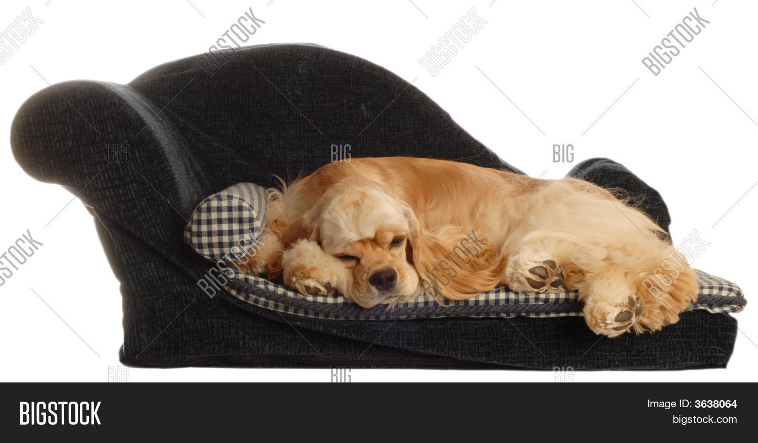 Cocker Spaniel Dog Bed Image & Photo (Free Trial) Bigstock
