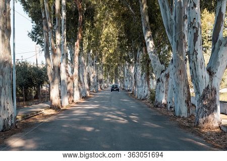 Long Straight Road With Enormous Eucalyptus Trees In Kolymbia. Rhodes Island, Greece