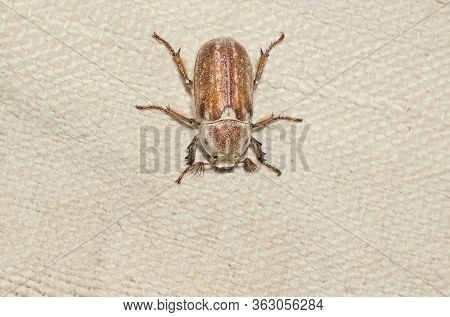 Closeup The Female Beetle (polyphylla Alba) Sitting On A White Cloth.