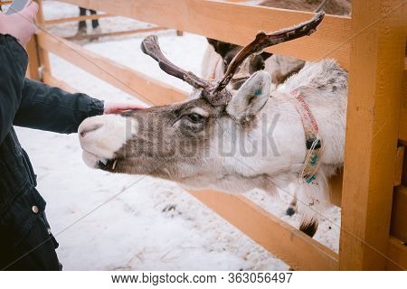 Raindeer At Animal Farm Paddock During Winter Season